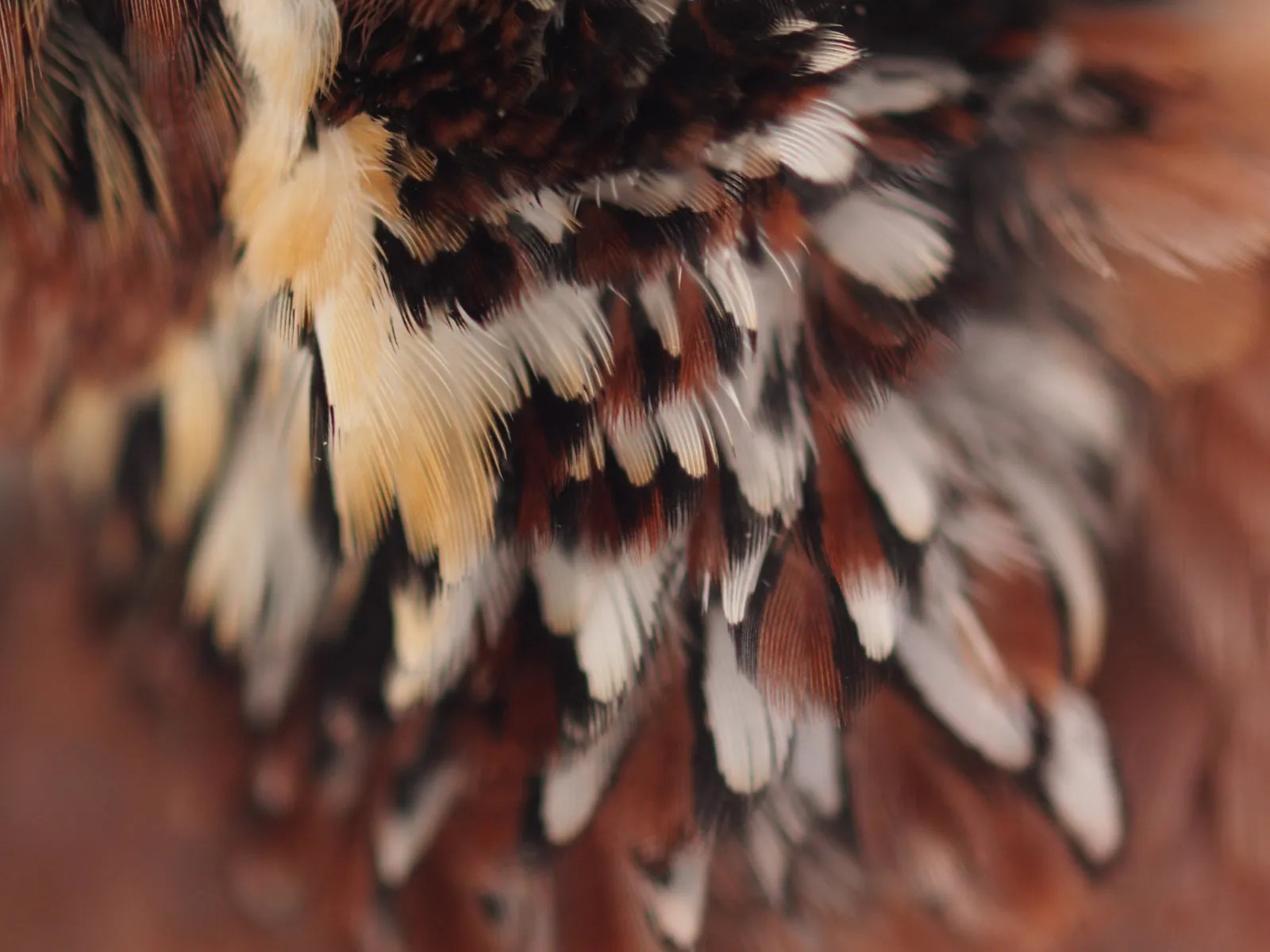 Bobwhite Quail